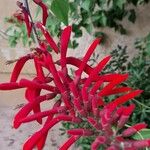 Erythrina crista-galli花