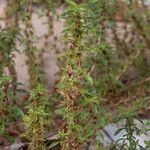 Amaranthus blitoides Flor