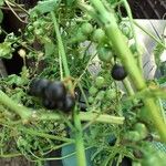 Solanum scabrum Fruit