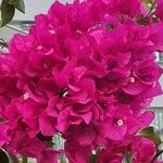 Bougainvillea spectabilis Συνήθη χαρακτηριστικά