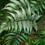Athyrium niponicum List