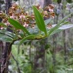 Dendrobium virotii Habitatea