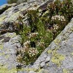 Saponaria lutea Συνήθη χαρακτηριστικά