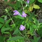 Scutellaria integrifolia Цвят