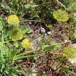 Bupleurum stellatumFiore