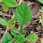 Cyanthillium cinereum Leaf