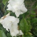 Gardenia jasminoides Flower