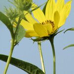 Helianthus grosseserratus 花