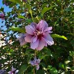 Hibiscus syriacusफूल