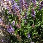 Salvia nemorosaBlomst