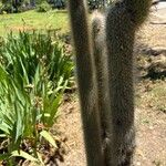 Cleistocactus hyalacanthus Liść