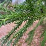 Cryptomeria japonica Leaf