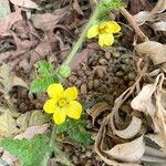 Citrullus lanatusFlower