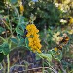 Crotalaria mitchellii Цветок