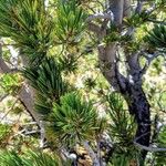 Pinus albicaulis Hostoa