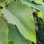 Abutilon densiflorum Leaf