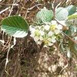 Rubus ellipticus Flor