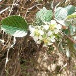 Rubus ellipticus 花