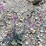 Moricandia moricandioides Flor