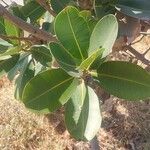 Calophyllum calaba Fuelha