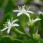 Lumnitzera racemosa Kukka