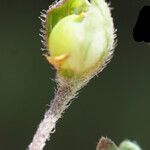 Helianthemum aegyptiacum Fruto