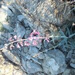 Penstemon parryi Habit