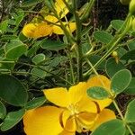 Senna pendula Blomst