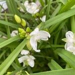 Tradescantia × andersoniana Flower