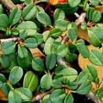 Cotoneaster microphyllus অভ্যাস