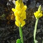 Genista sagittalis Blüte