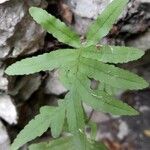 Polypodium cambricum পাতা