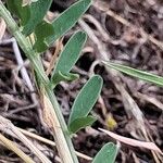 Vicia eriocarpa Deilen