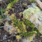 Saxifraga exarata Flor