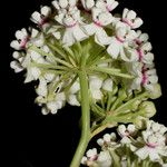 Asclepias variegata Fleur