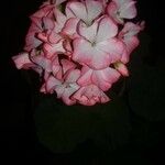 Hydrangea spp. Flower