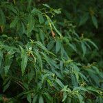 Solanum bahamense Otro