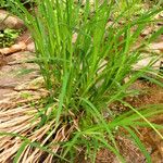 Carex torta Habit