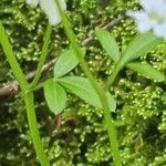 Cardamine trifolia Blad