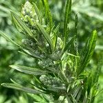 Artemisia verlotiorum Blomst