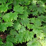 Acer circinatum পাতা