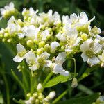 Armoracia rusticana Flor