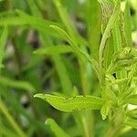 Euthamia graminifolia Feuille