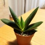 Gasteria excelsa Hostoa