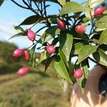 Myrcia splendens Fruit