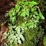 Pilea auriculata Hábito