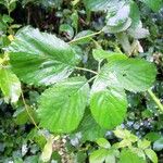 Rubus dentatifolius Leaf