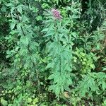 Eupatorium cannabinumŽiedas