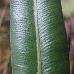 Oleandra distenta Leaf