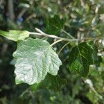 Populus × canescens Ліст